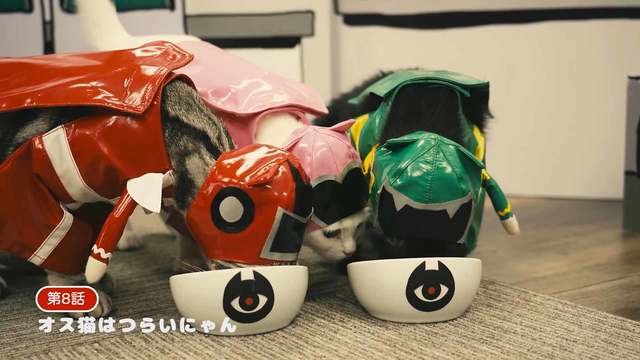 ネコ戦隊 びたたま 8 オス猫はつらいにゃん Mbs動画イズム ネコ戦隊 びたたま 8 オス猫はつらいにゃん Mbs動画イズム